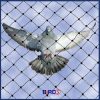 birds-netting-pigeon9